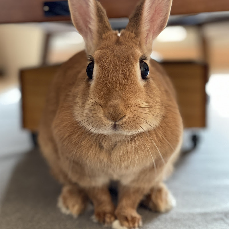 うさぎの暑さ対策 室内の熱中症対策はどうする うさぎにとって危険な状況と対処法