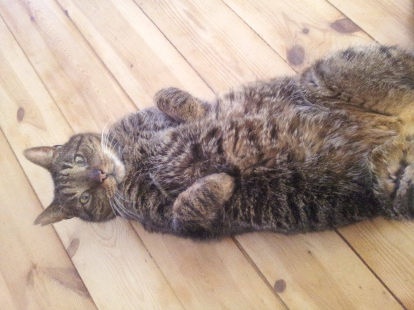 お腹が空いたときに猫がとる15の行動  netgeek