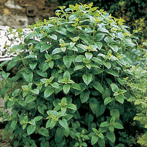 Lemon Balm Seeds On Sale