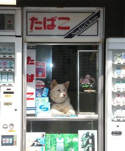 犬がタバコ屋の店番をやっていると話題に じゃみログ 雑学 トリビア 裏話