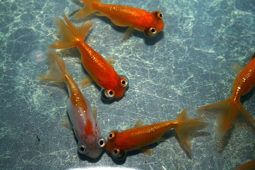 Celestial Goldfish underwater creatures