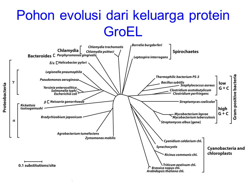 Asam amino, peptida, dan protein - ppt download