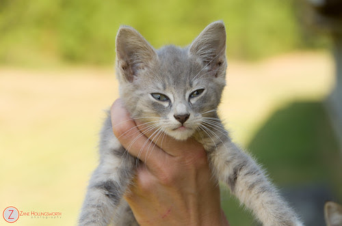 animal shelters