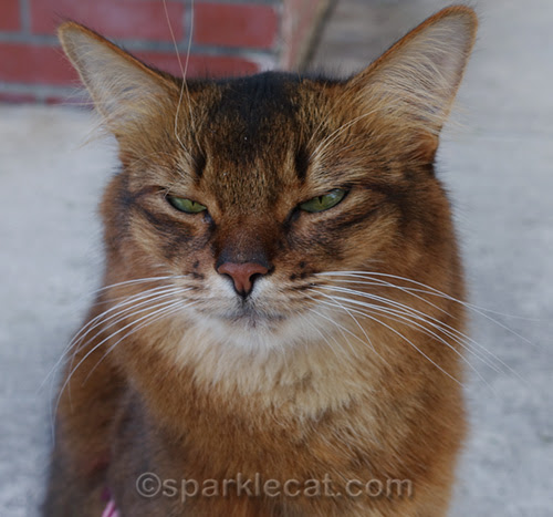 somali cat doing the Slow Blink