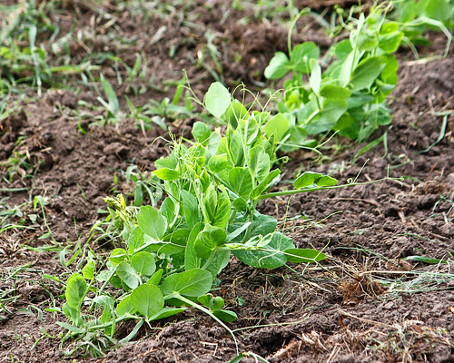 Peas