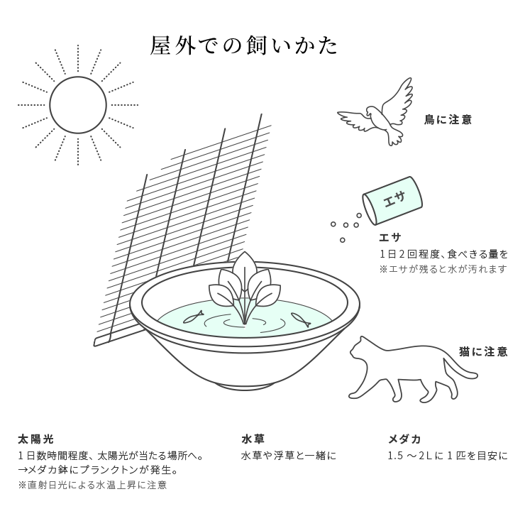 Kbo 趣味のメダカ 飼育のしかた カミハタビジネスオンライン