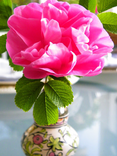 Frontenac Rose
