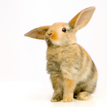 How To Litter Train a Rabbit | Pet Hooligans