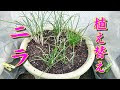√99以上 ニラ 栽培 プランター 152714-ニラ 栽培 プランター 冬
