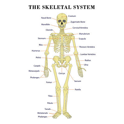 skeletal system - jadE Kooser hr 5