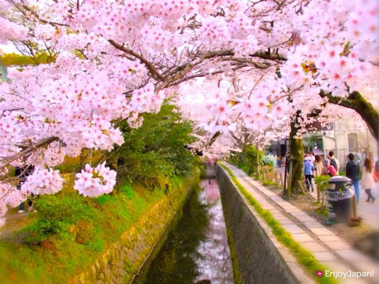 哲学の道 春は桜 秋は紅葉の名所の日本の道百選をめぐってみよう 京都観光情報enjoyjapan