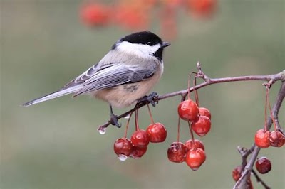 Decorating With Backyard Birds Of Ontario