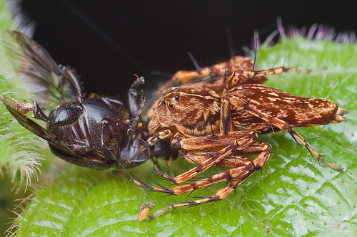lynx spider with beetle prey IMG_0880 copy