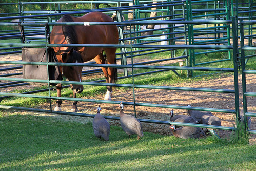 visitors
