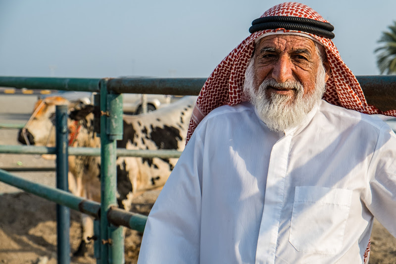 Bull Fighting - Bull Butting, Fujeirah, UAE