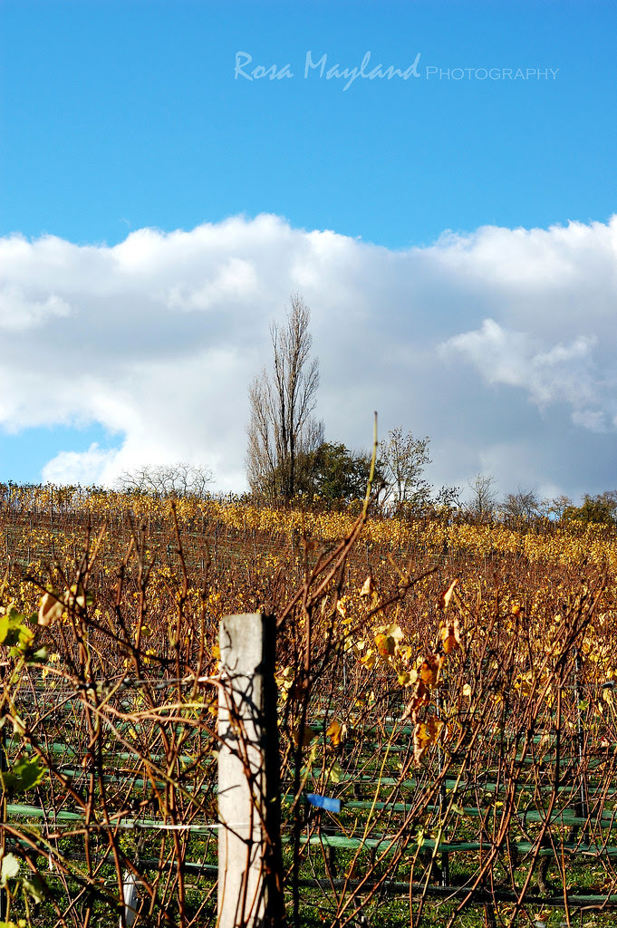An Autumn Walk Through The Vineyards