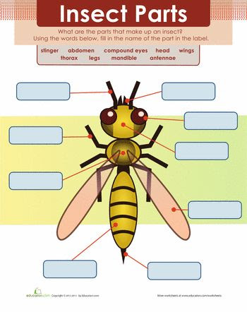 Insect Body Parts