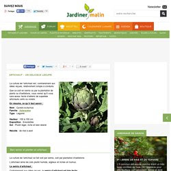 artichaut plantation entretien 36664081