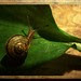 38. Golden snail