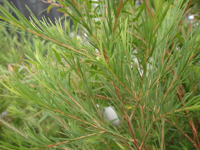 アロマ メラルーカ ティートリー の効果効能と使い方 エッセンシャルオイル 自然と健康とアロマのチカラ