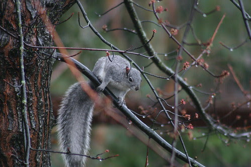 Gray Squirrel in the Tree