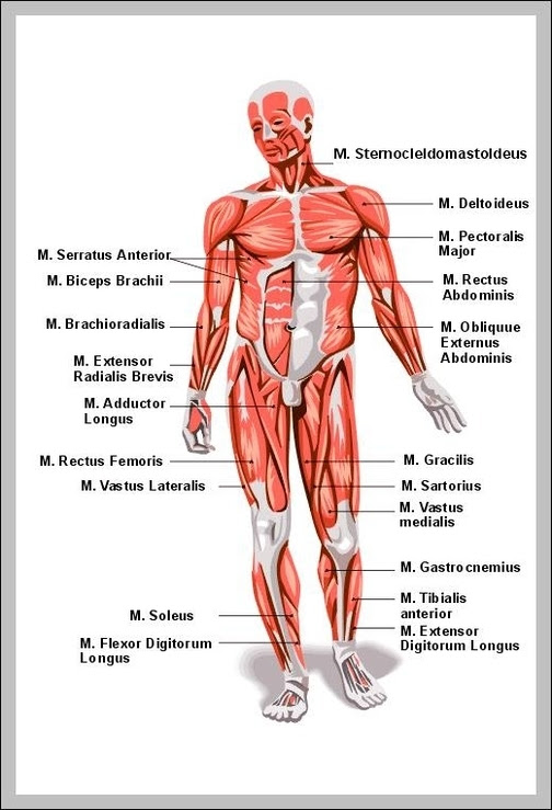 Human Muscles Labeled Diagram Graph Diagram