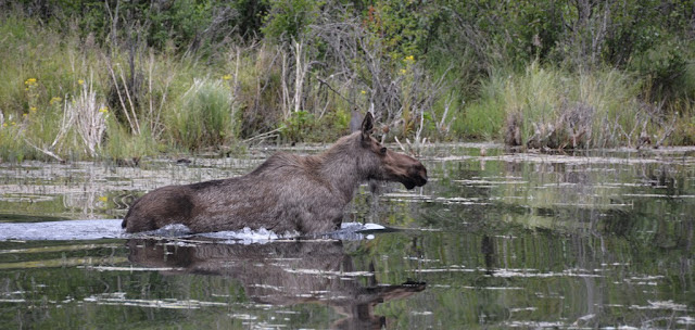 Knik River Lodge Palmer Moose water