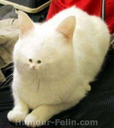 Chats Droles