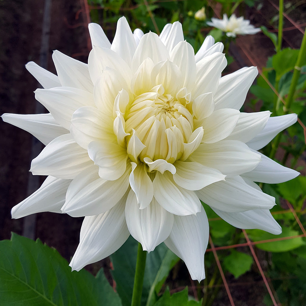 Dahlia ダリア 金井園芸