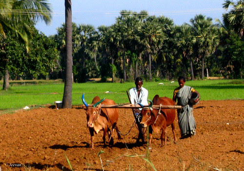 Oxes ploughing