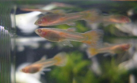 グッピー稚魚の成長ｗ 私と小さな生き物たち 楽天ブログ