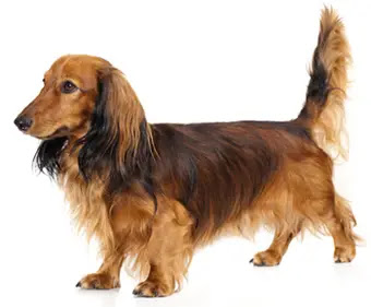 Dachshund Information, Facts, Pictures, Training and Grooming