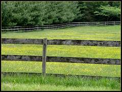 Buttercup Farm
