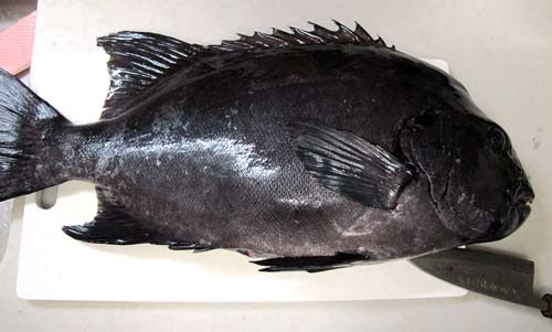 ０からの磯釣り記録 石鯛 と 石垣鯛 の味