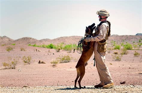 show  bravery  military working dogs