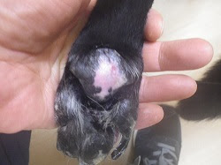 犬の皮膚エリテマトーデス 犬の自己免疫性疾患 トムズどうぶつ病院 獣医皮膚科認定医のブログ