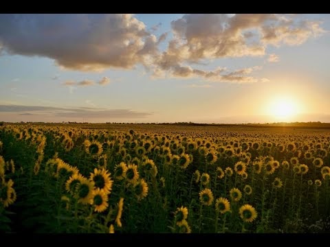 Relaxing summer cricket heavy field hot clean pec Nature Sound effects白噪音|睡眠舒緩|放鬆壓力WhiteNoise