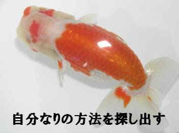 らんちゅう専門 伊東養魚場 餌やりの方法