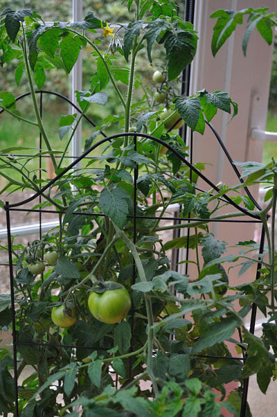 Growing Tomato Plants on Johnnie   S Tomato Plant