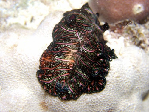 pbedfordii