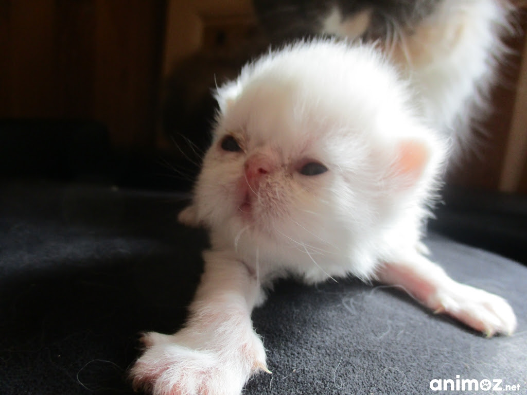 A Reserver Chaton Persan Femelle Pas De Calais 62 Sur Animoz Net