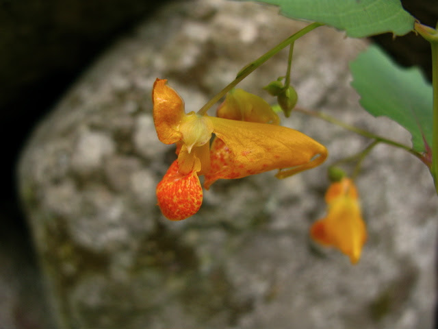 jewel weed identification