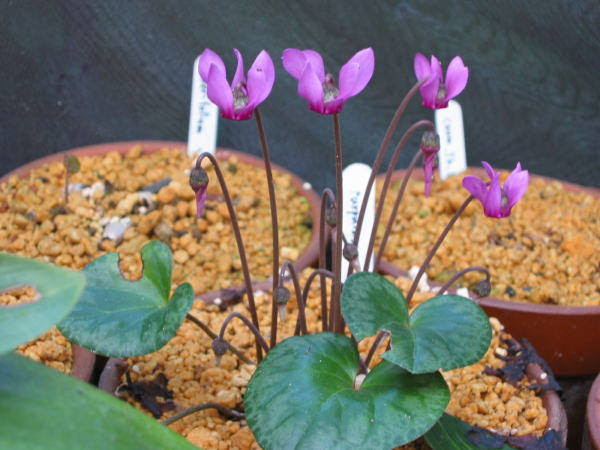 原種シクラメンの栽培