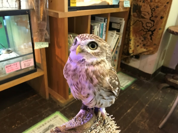 Cafe Little Zoo Talent