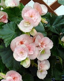 花 エラチオールベゴニア 11月11日の花と花言葉 エラチオールベゴニア 魅る魅るガーデニング