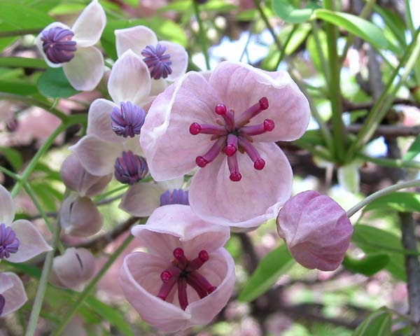 道端の花あけび