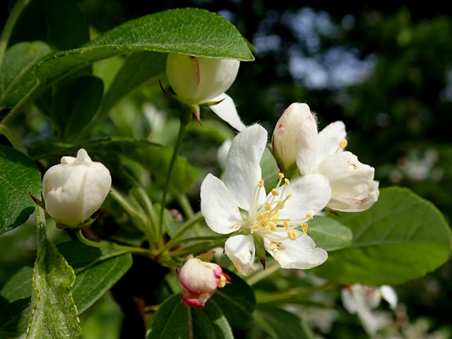 バラ科リンゴ属ズミ 学名 Malus Toringo