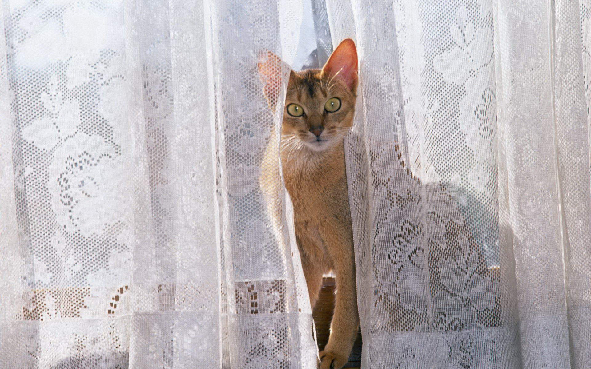 beautiful cats wallpapers hd 2014 beautiful cats wallpapers hd 2014