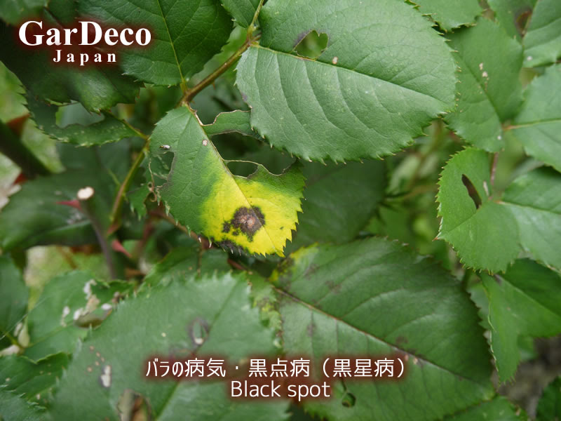 黒点病とべと病の違い 見分け方 Gardeco Japan