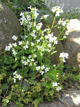 ナズナに似た花 婆 ばのブログ 楽天ブログ